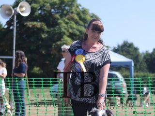 Border Collie dogs in Bridgwater - Advert 3
