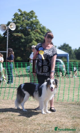 Border Collie dogs in Bridgwater - Advert 1