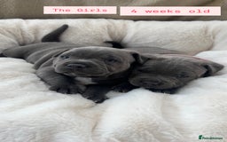 Staffordshire Bull Terrier dogs for sale: Orange Collar Puppy  - KC registered Blue ‘Bullscaff Pharaon’ Staffy Boy - Image 21