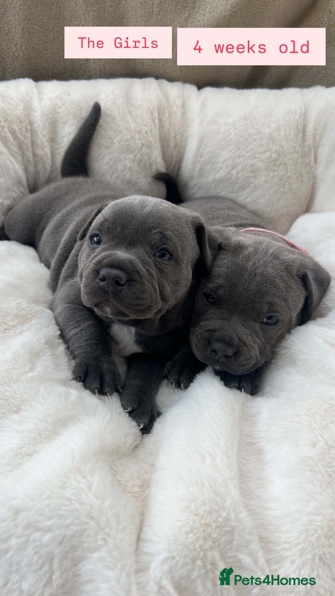 Staffordshire Bull Terrier dogs for sale: Orange Collar Puppy  - KC registered Blue ‘Bullscaff Pharaon’ Staffy Boy - Image 21