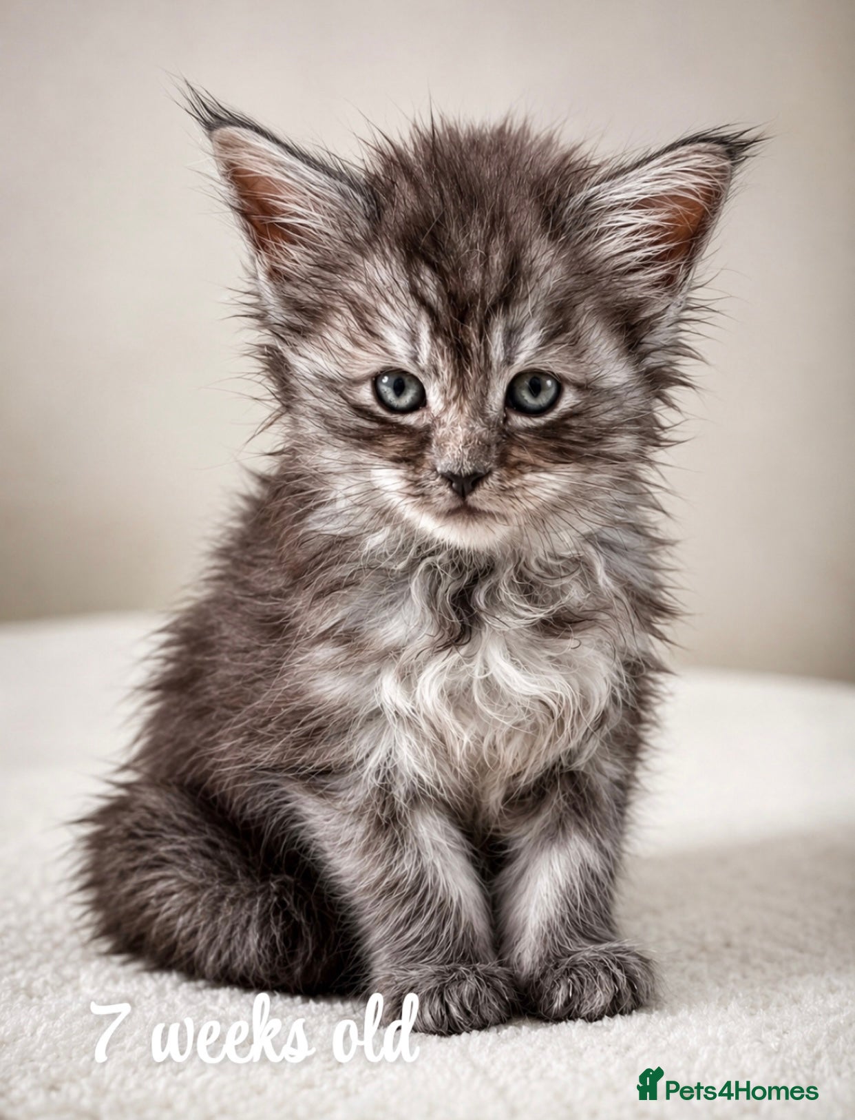 Maine Coon cats Maine Coon Kittens Russian & European Champ Lines - Advert 1