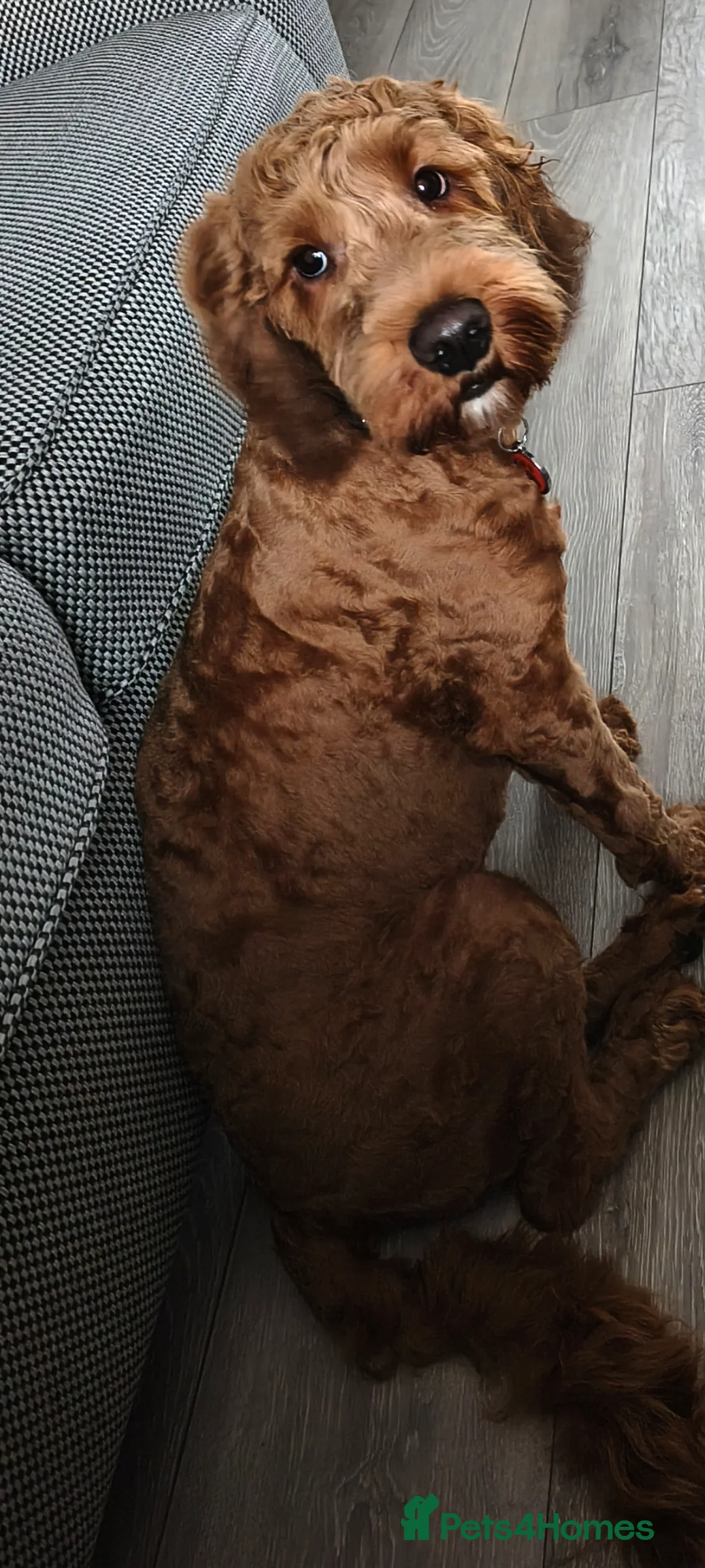 Cockapoo dogs for sale: 10 month old cockapoo - Advert 2