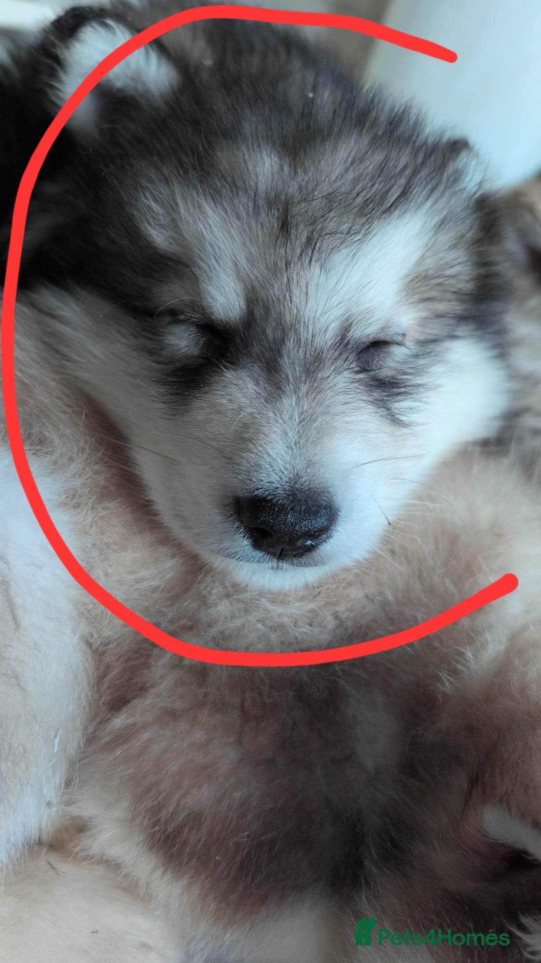 Alaskan Malamute dogs for sale: 2 left KC Alaskan malamute puppies champion lines - Advert 20