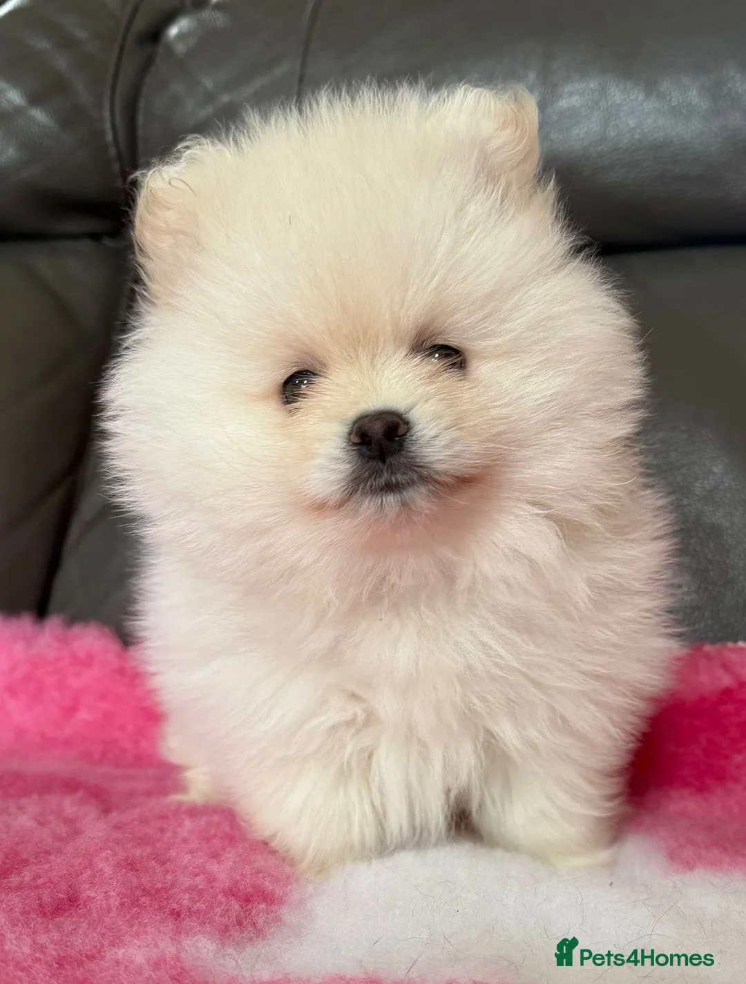 Pomeranian dogs for sale: 🧸 Incredible Teddy Bear Pomeranian puppies 🧸 - Advert 1