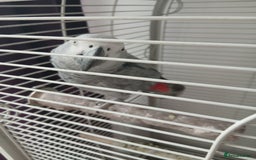 Parrots birds for sale: African Grey - Image 3