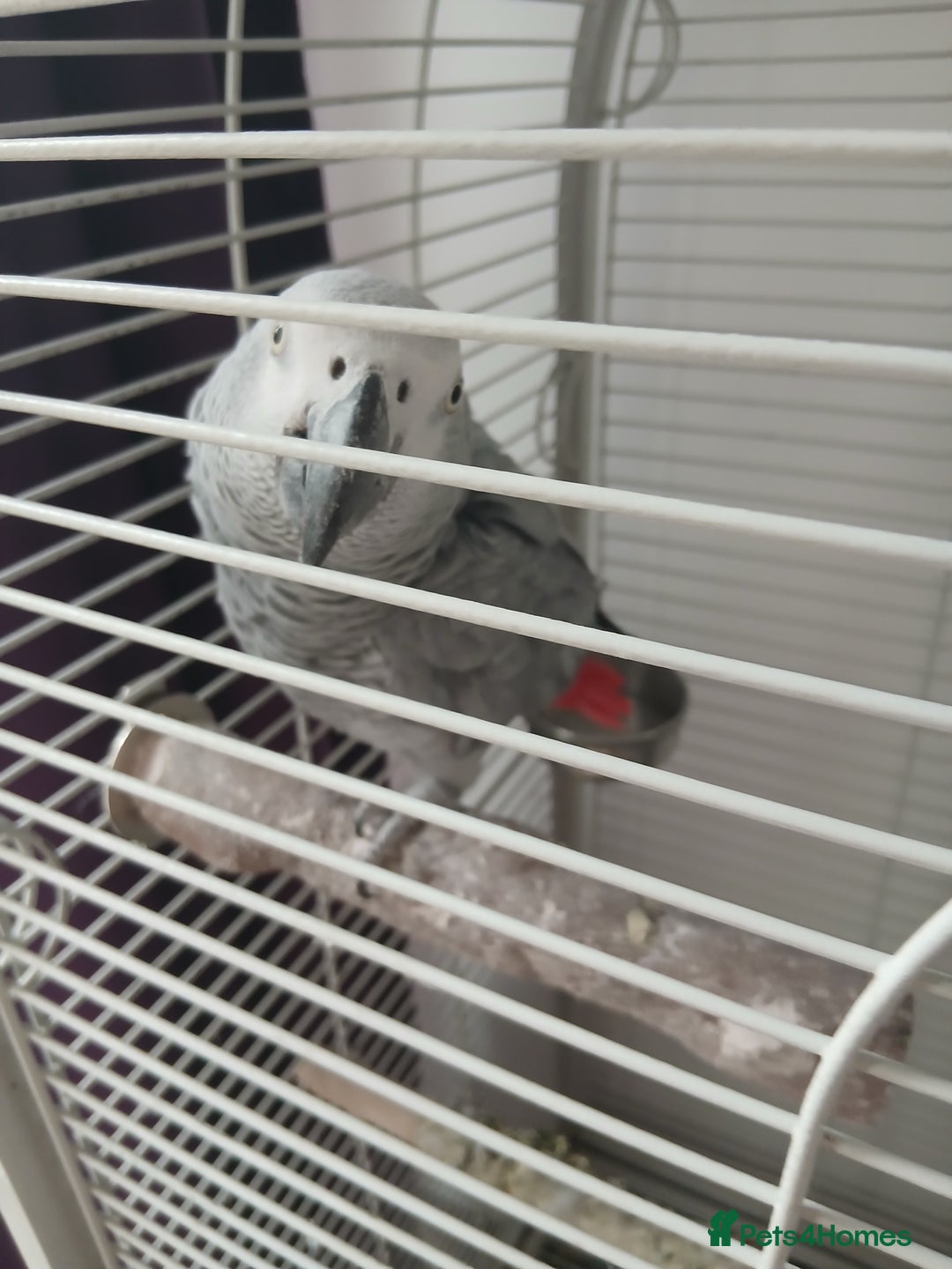 Parrots birds for sale: African Grey - Image 3
