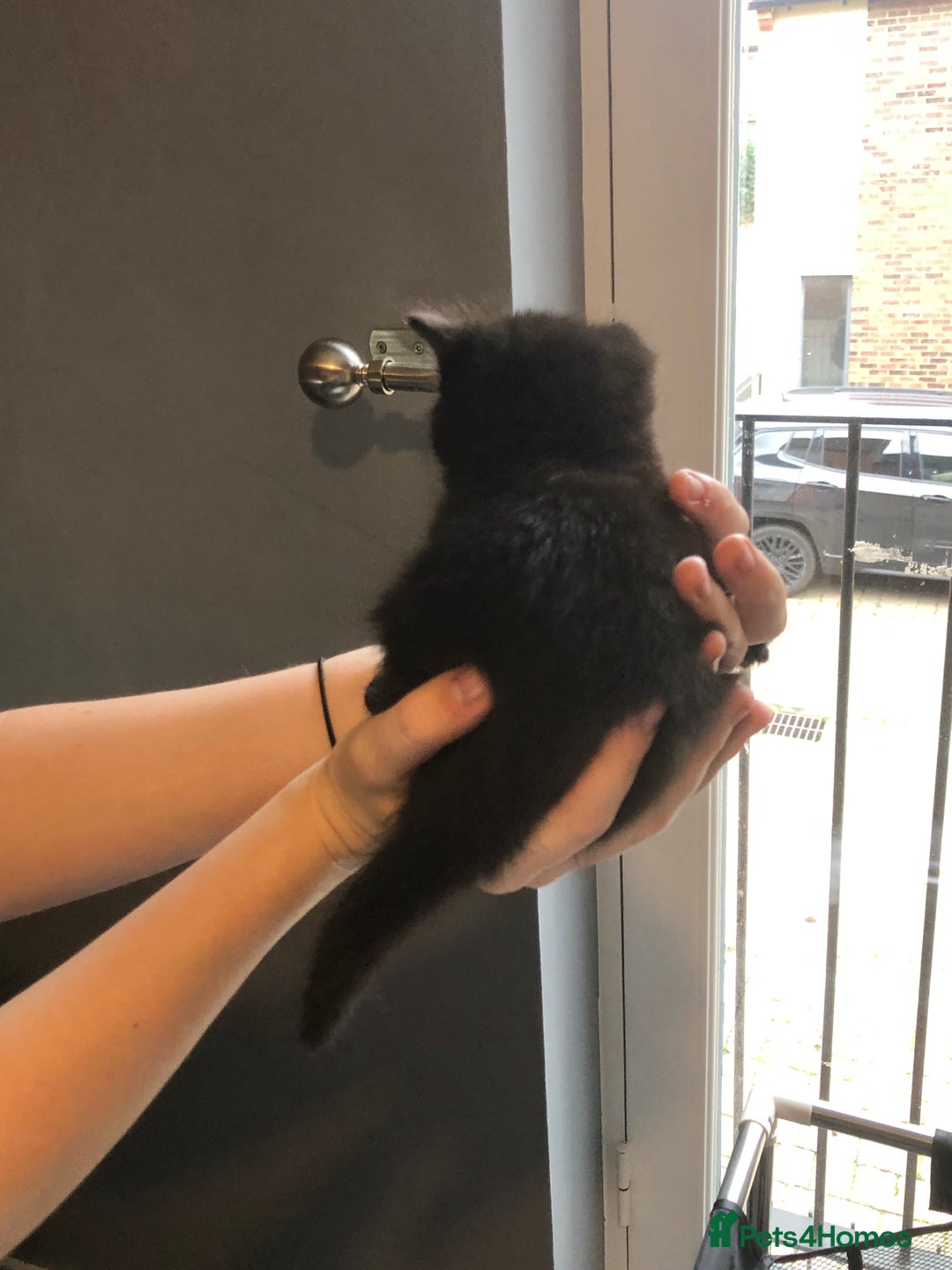 British Shorthair cats for sale: STUNNING AND LOVING BSH x DSH KITTENS - Image 14