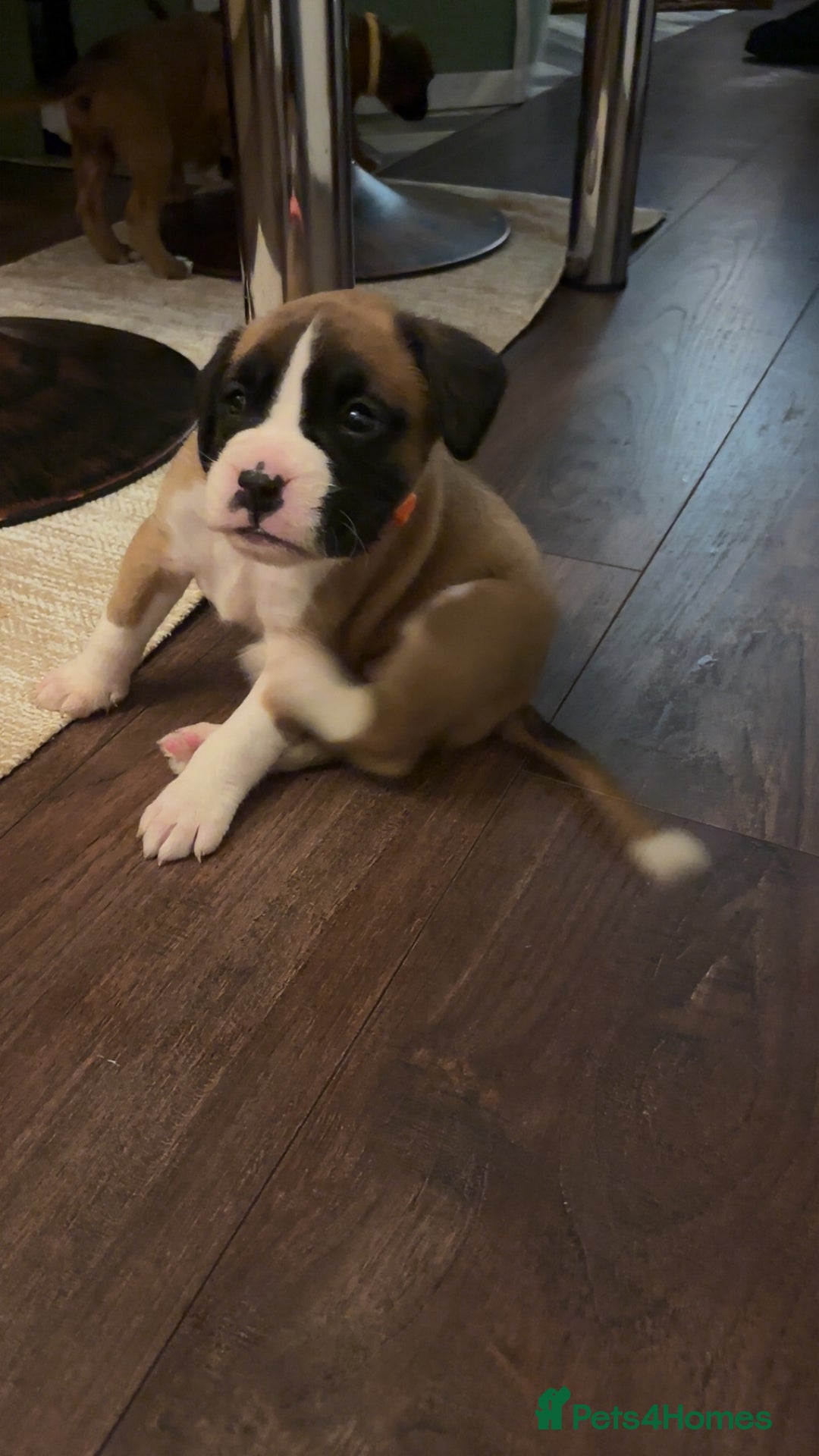 Boxer dogs for sale: Boxer puppies 5 bitches 1 boy  - Advert 21