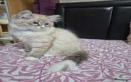 Siberian cats for sale: Pedigree Neva Masqurade/kittens - Image 5