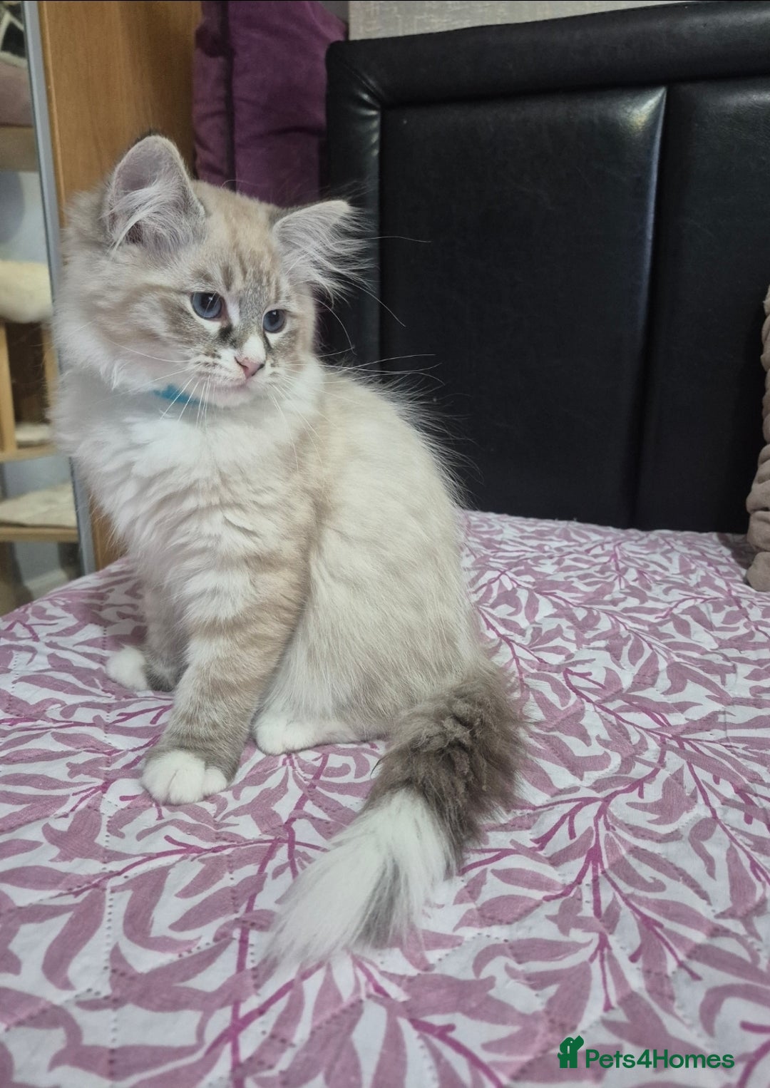 Siberian cats for sale: Pedigree Neva Masqurade/kittens - Image 5