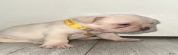 French Bulldog dogs for sale: Stunning French bulldog puppies  - Advert 7