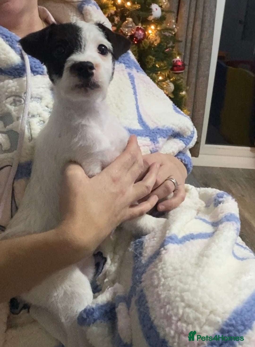 Parson Russell dogs for sale: Kc Champion Bred Parson Pups Crufts winning lines  - Advert 3