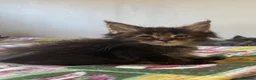 Maine Coon cats for sale: UPDATED - MAINE COON KITTENS. SOME POLYDACTYL  - Advert 3