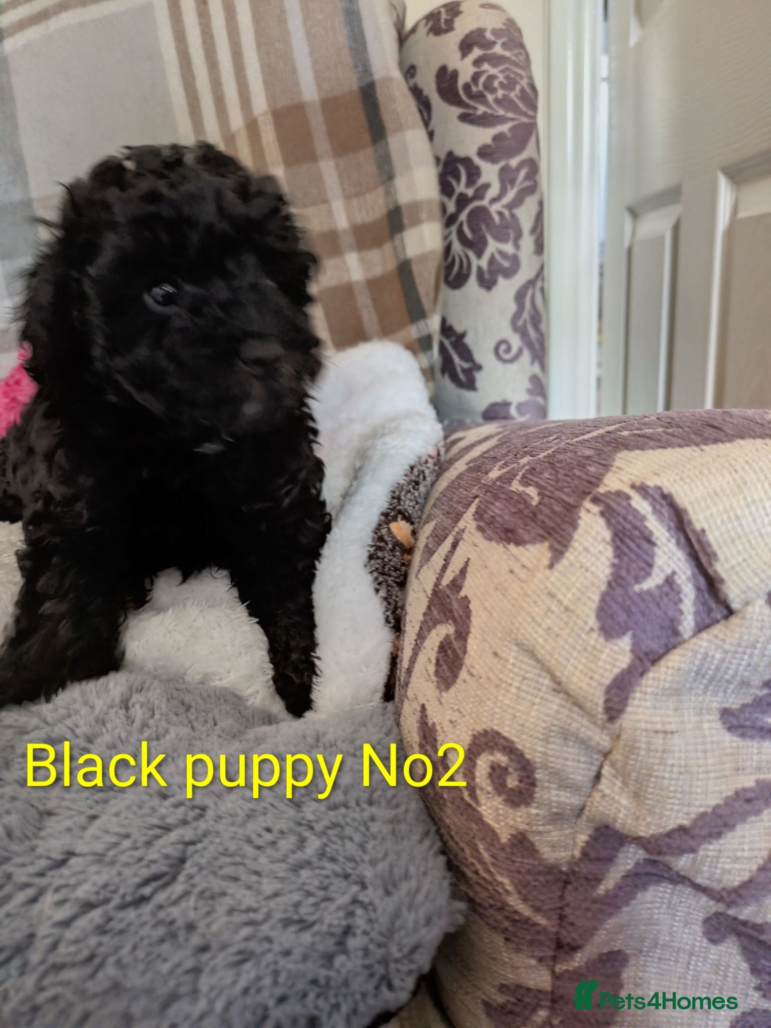 Toy Poodle dogs Toy poodle puppy girls KC , now 9 wks old - Advert 11