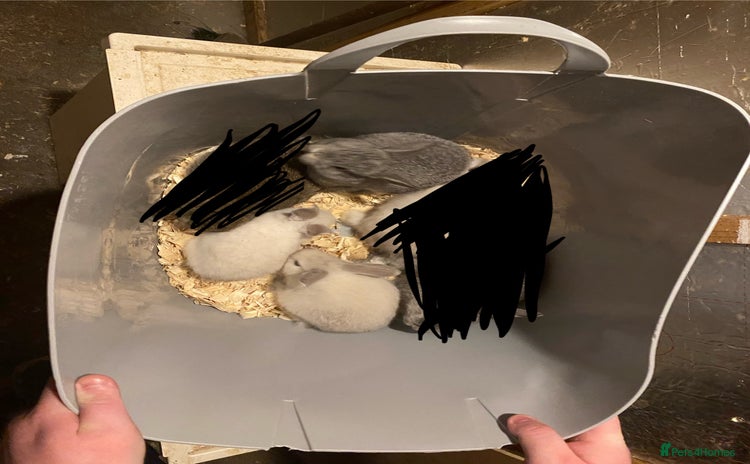 Mixed Breed rabbits Baby rabbits  - Advert 12