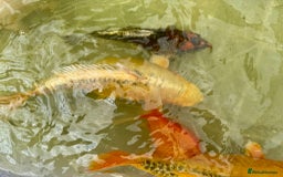 Koi Carp fish for sale: Koi for Sale - Image 15