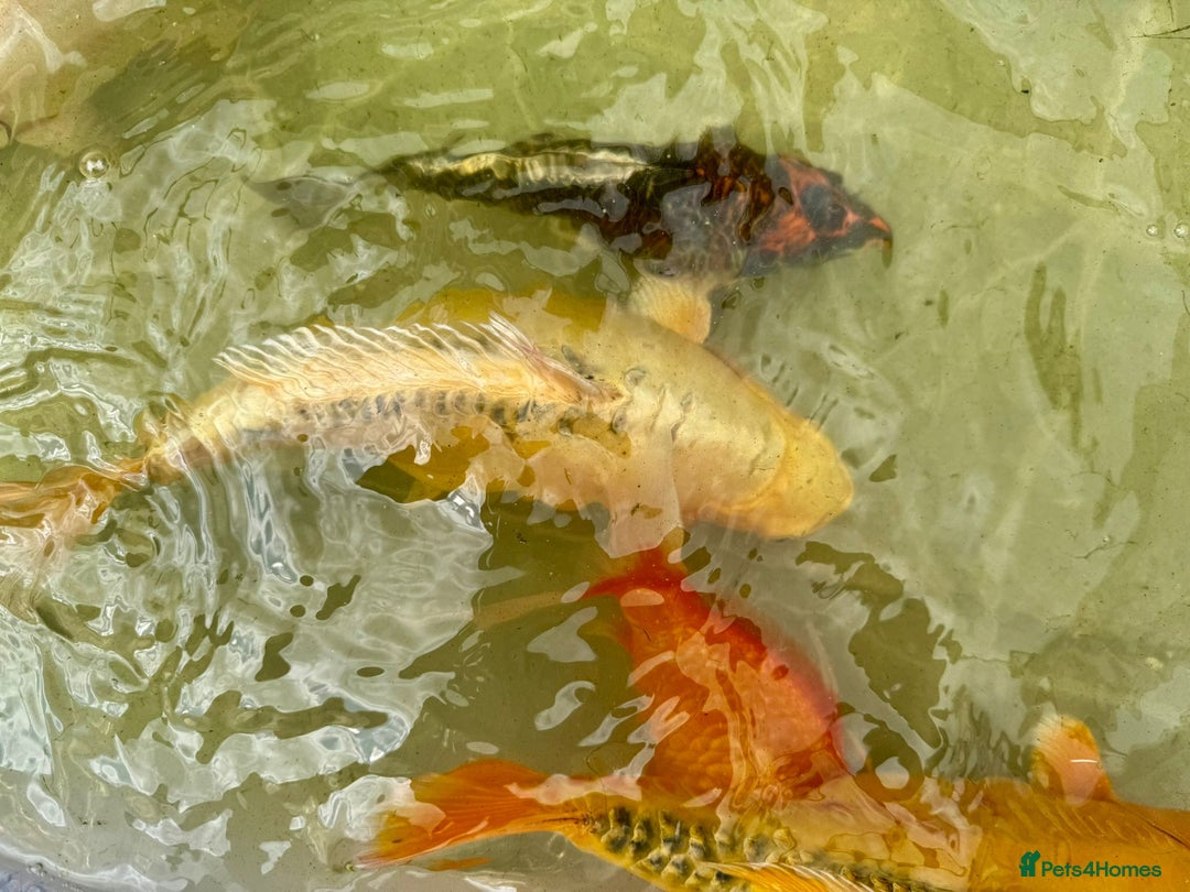 Koi Carp fish for sale: Koi for Sale - Image 15