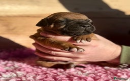 Staffordshire Bull Terrier dogs for sale: 7 Red Staffordshire Bull Terrier pups  - Advert 10