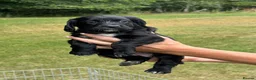 Cocker Spaniel dogs for sale: Working cocker spaniel puppies KC REGISTERED - Advert 5