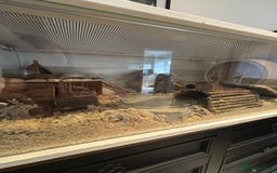 Hamster rodents for sale: George the Syrian Hamster (includes cage etc…) - Image 8