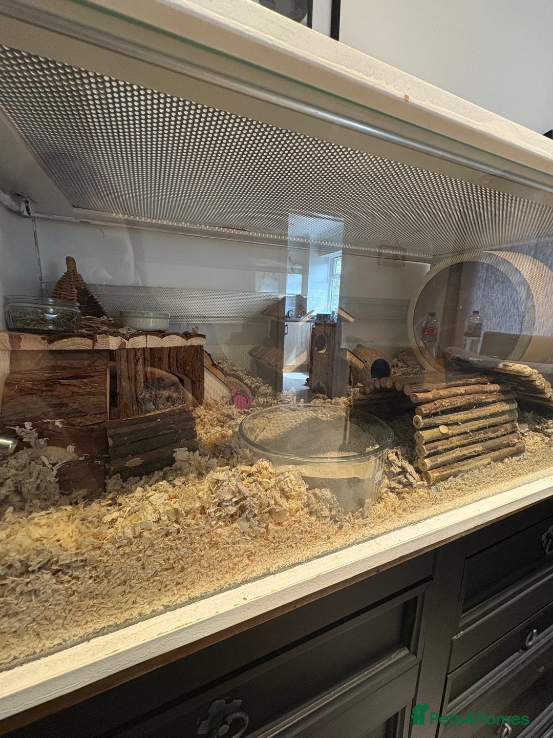 Hamster rodents for sale: George the Syrian Hamster (includes cage etc…) - Image 8