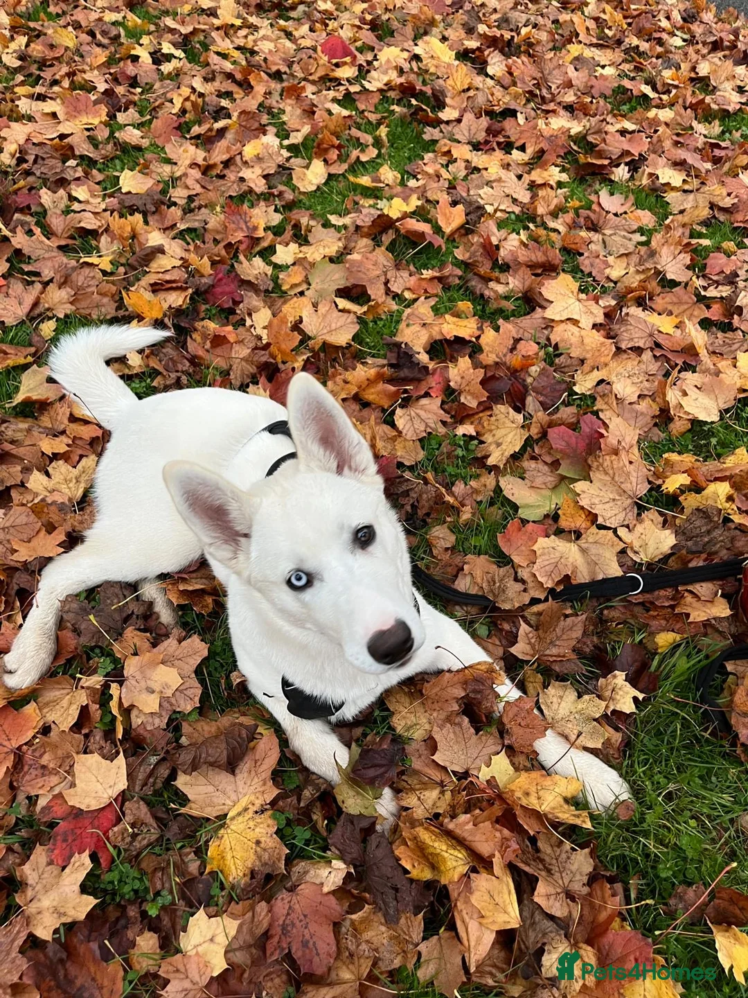 Siberian Husky dogs for stud: White husky stud - Advert 6