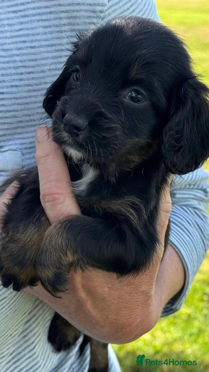Cocker Spaniel dogs Cocker Spaniel puppies - Advert 2