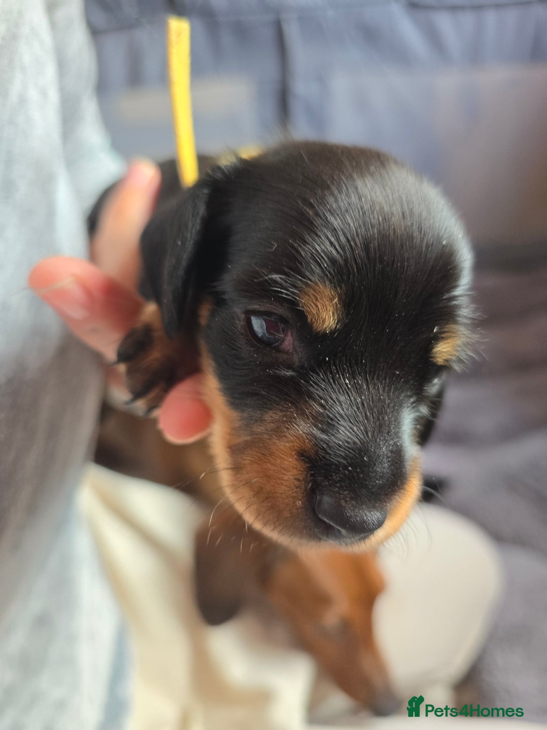 Miniature Dachshund dogs for sale: Miniature Dachshunds Seeking Forever Homes - Image 35