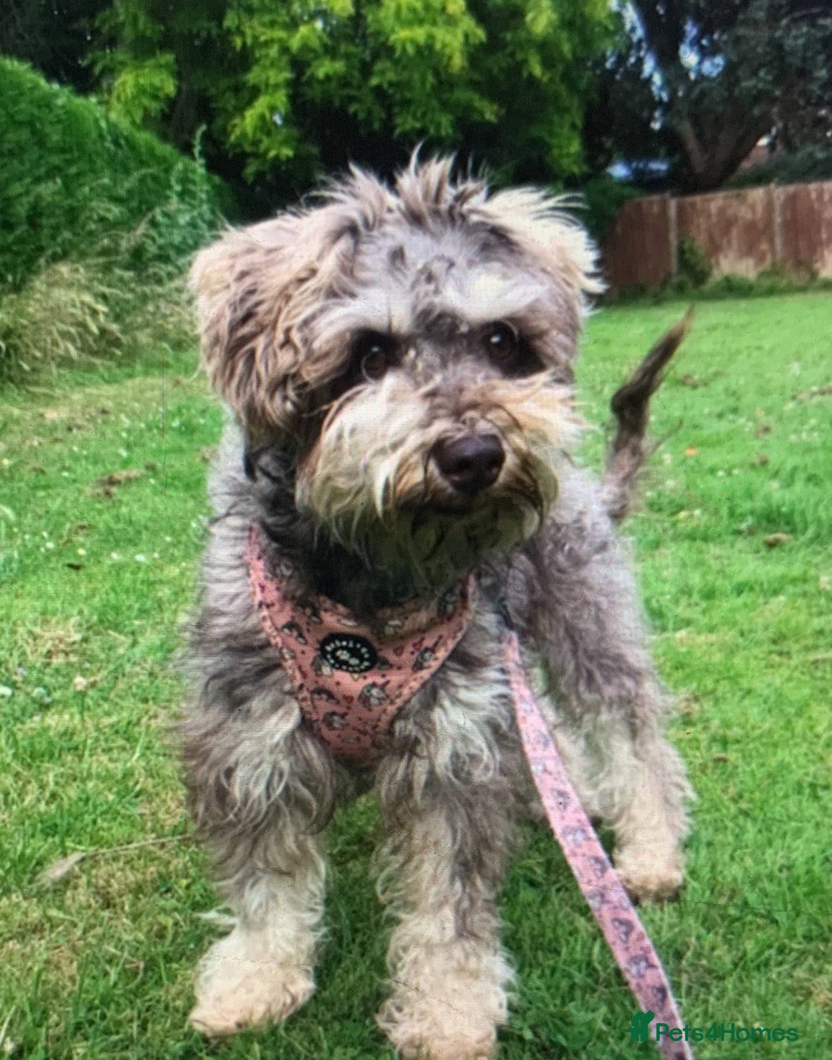 Miniature Schnauzer dogs Stunning Rare Parti-colour Miniature Schnauzer’s - Advert 1