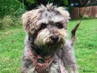 Miniature Schnauzer dogs Stunning Rare Parti-colour Miniature Schnauzer’s - Advert 1