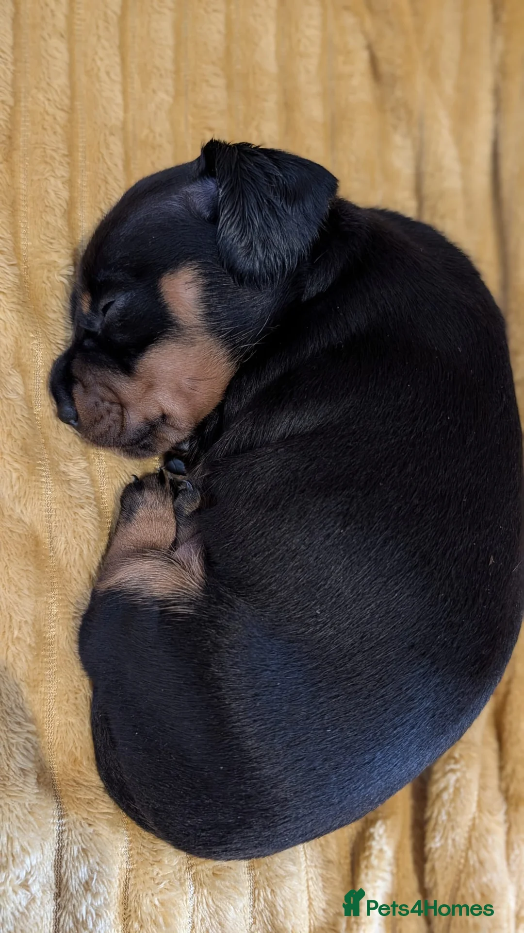 Miniature Dachshund dogs for sale: Miniature dachshund  in Margate - Advert 2