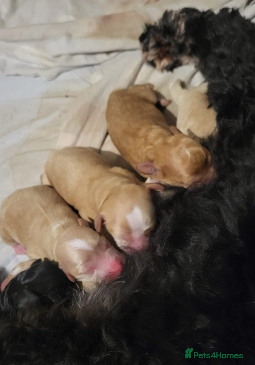 Toy Poodle dogs for stud: Beautiful Red Toy Poodle for Stud in Motherwell - Advert 38