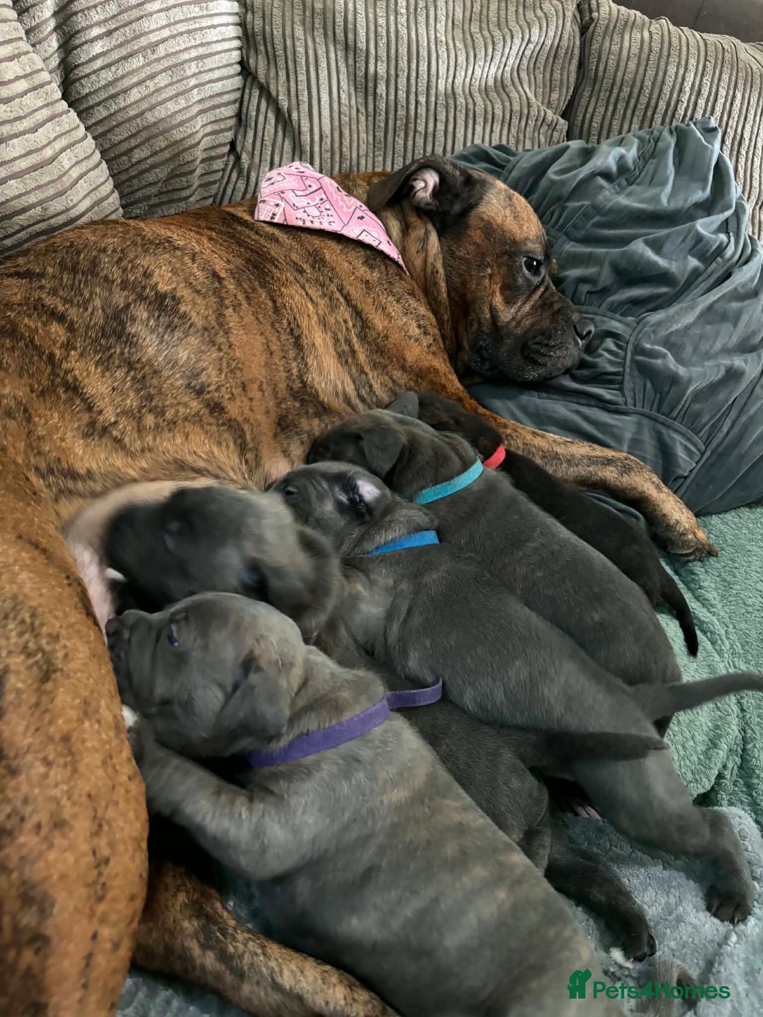Mixed Breed dogs American Bull Staffy Puppies - Advert 14