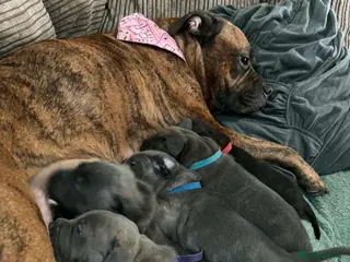 Mixed Breed dogs Blue Brindle Staffy Puppies - Advert 13