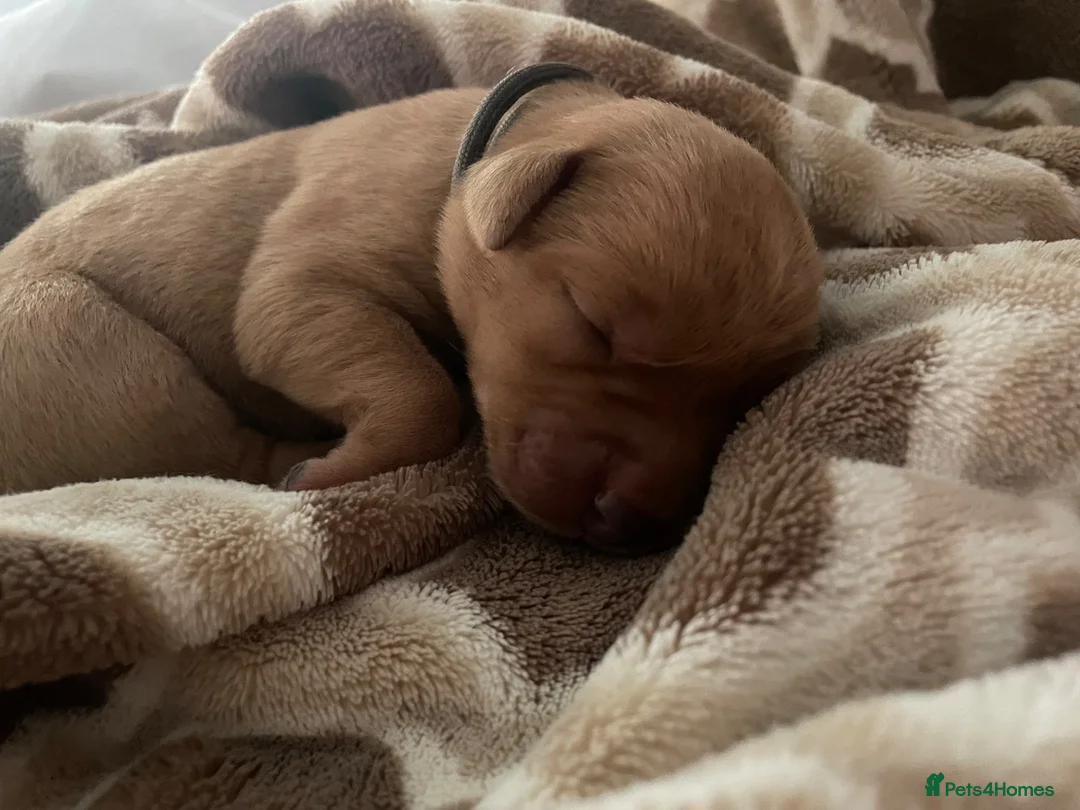 Labrador Retriever dogs for sale: Beautiful Litter of 10 Red Fox Labrador Puppies 🐾 - Advert 11