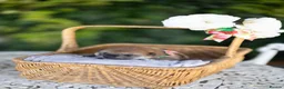 Japanese Shiba Inu dogs for sale: Outstanding original japanice Shiba Inu puppies  - Advert 13