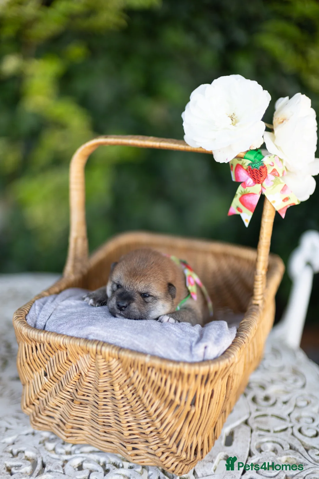 Japanese Shiba Inu dogs for sale: Outstanding original Japanese Shiba Inu puppies  - Advert 35