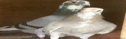Pigeons birds for sale: spanish figuerita pair SELL/SWAP - Advert 3