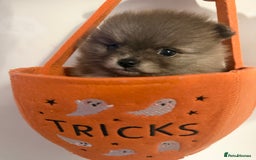 Pomeranian dogs for sale: ✨🐶SPECIAL SMALL SKY🩵BLUE 👀 POMS🐶✨ - Image 30