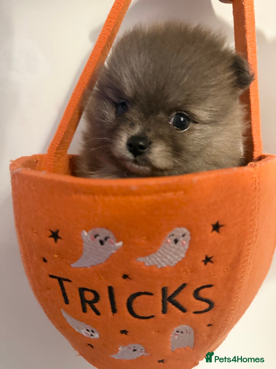 Pomeranian dogs for sale: ✨🐶SPECIAL SMALL SKY🩵BLUE 👀 POMS🐶✨ - Image 30