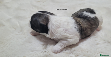 Mixed Breed dogs - Advert 1