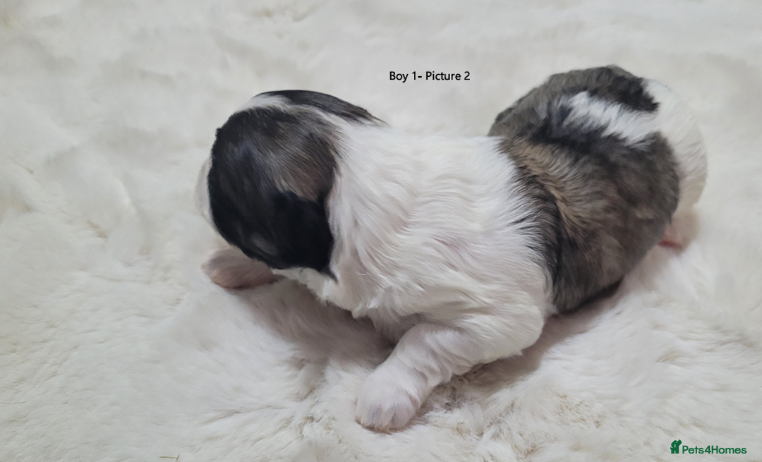 Mixed Breed dogs for sale: 🐶 Adorable La-Chon Puppies-Ready 1st December 🐶 - Image 2