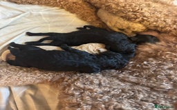 Standard Poodle dogs for sale: Beautiful pure bred Standard Poodle Puppies.  - Image 8