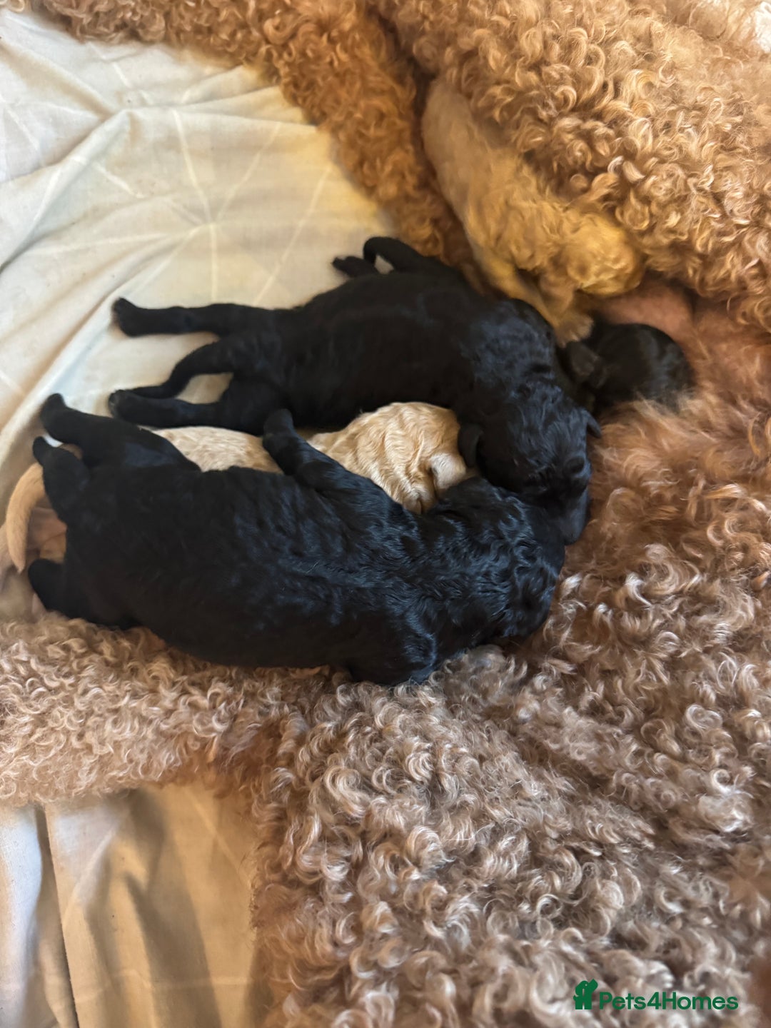 Standard Poodle dogs for sale: Beautiful pure bred Standard Poodle Puppies.  - Image 8
