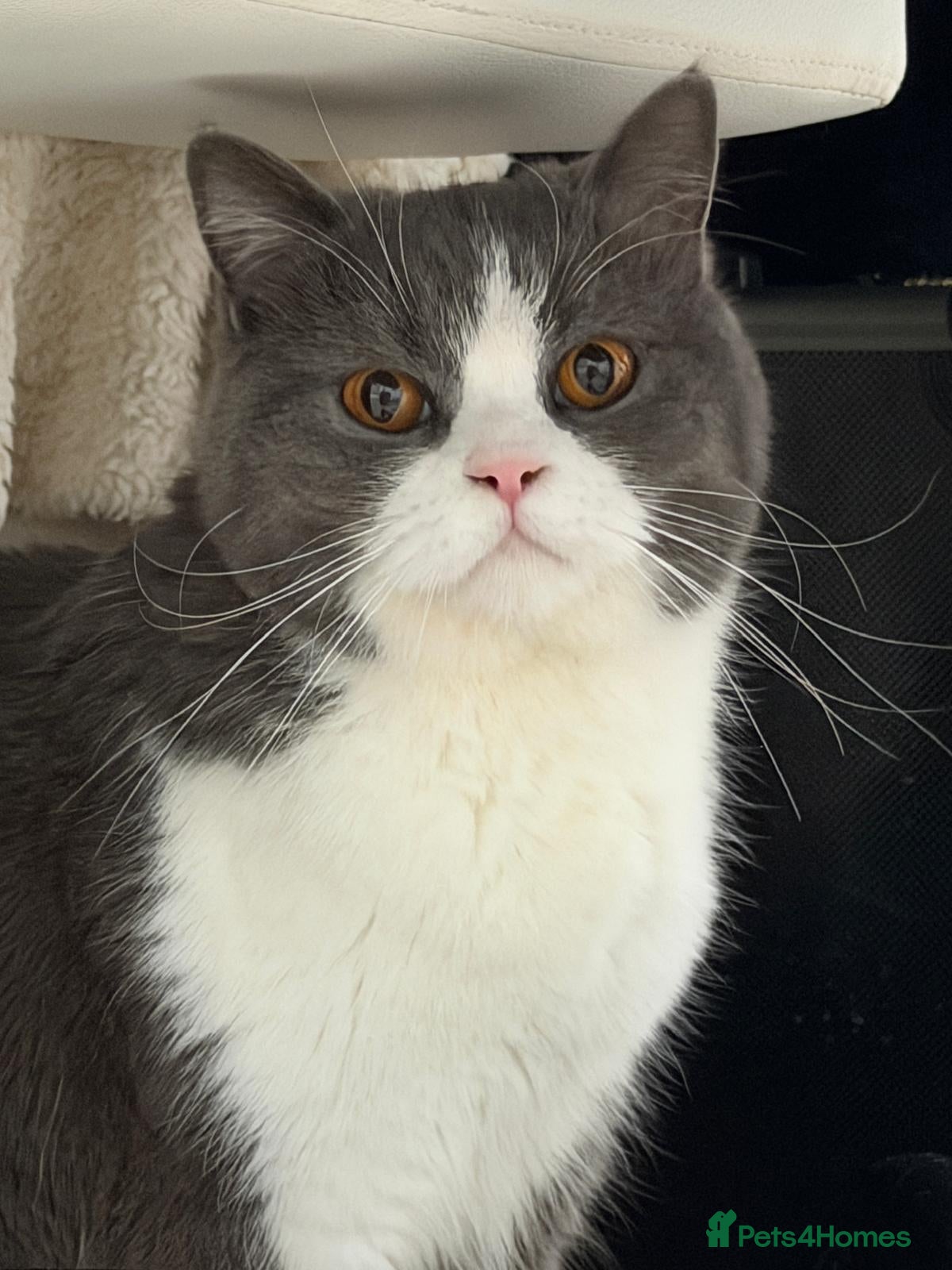 British Shorthair cats brittish short hair Stunning, lovely female cat - Advert 12