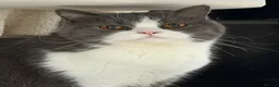 British Shorthair cats for sale: brittish short hair Stunning, lovely female cat in Edinburgh - Advert 1