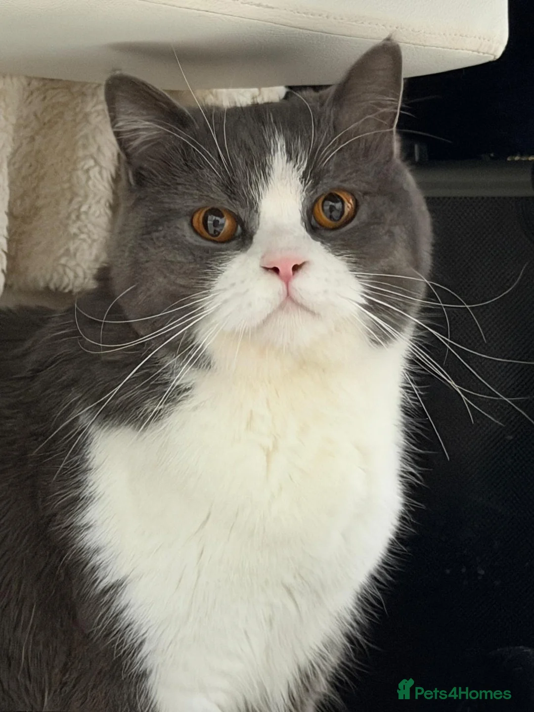 British Shorthair cats for sale: brittish short hair Stunning, lovely female cat in Edinburgh - Advert 1