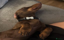 Miniature Dachshund dogs for sale: Male minature Dutchhound - Image 4