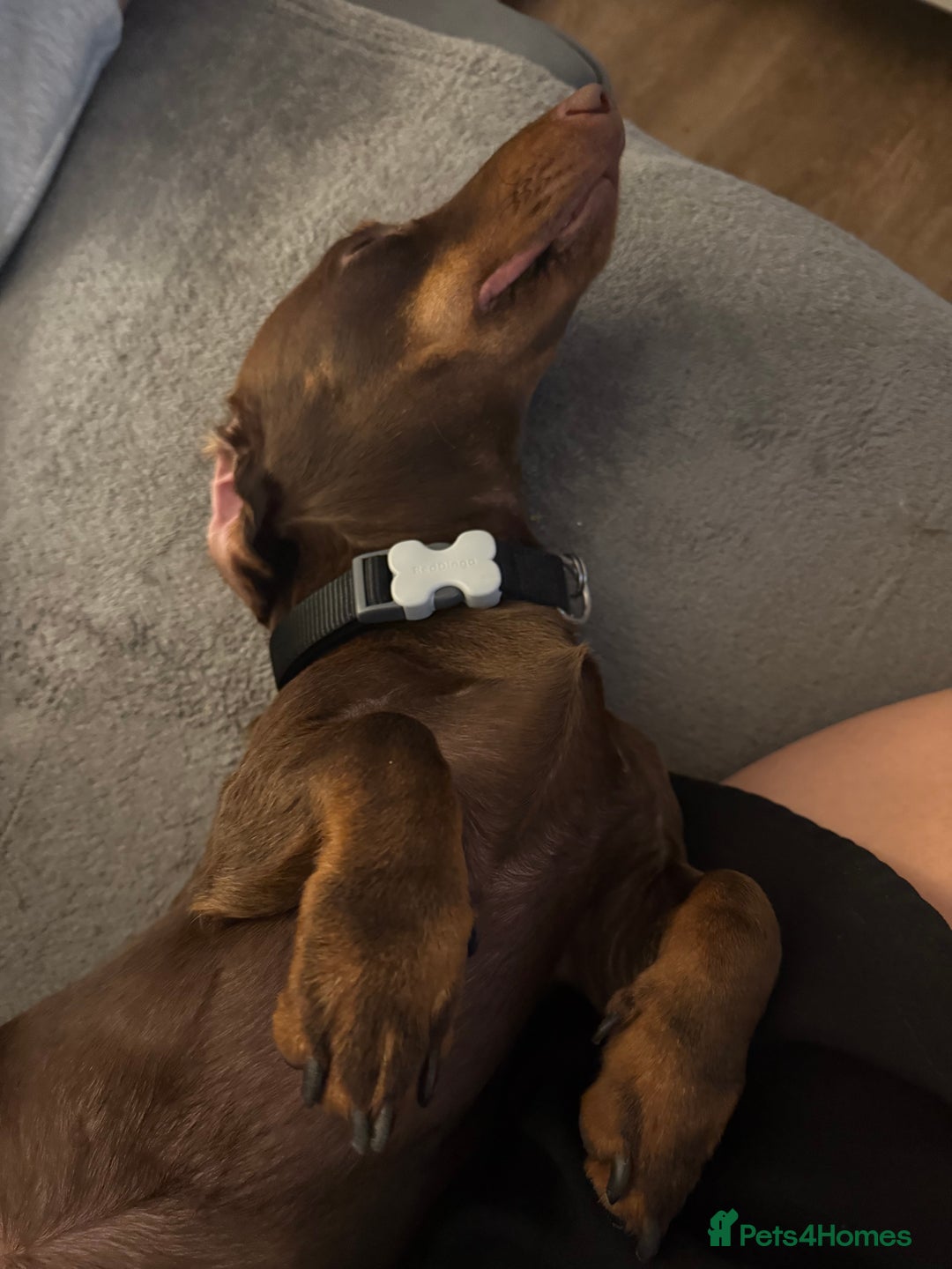 Miniature Dachshund dogs for sale: Male minature Dutchhound - Image 4
