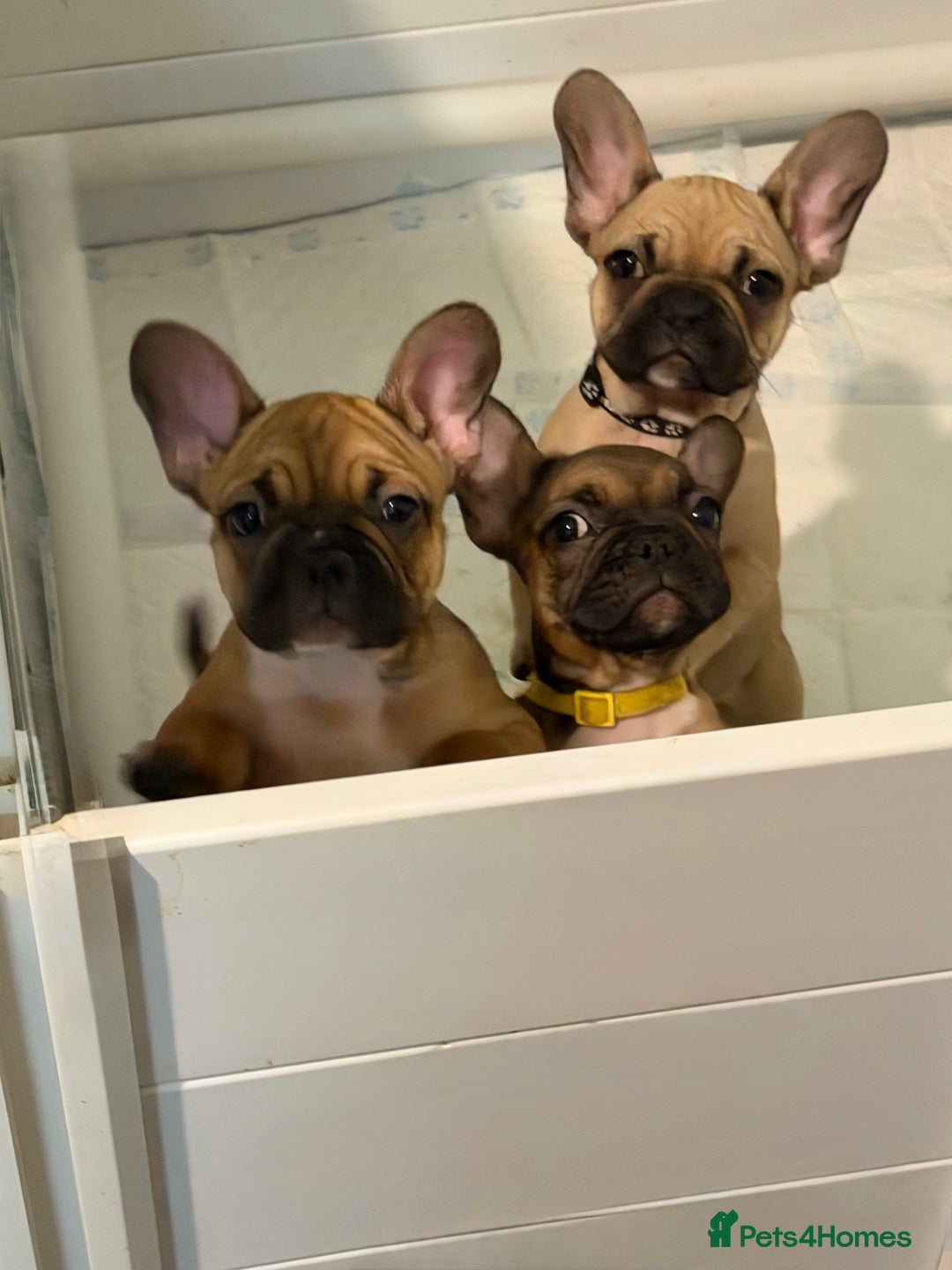 French Bulldog dogs for sale: READY NOW🐾 4 beautiful girls  - Advert 14